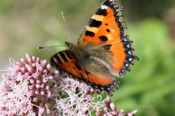 Zu sehen ist ein Schmetterling auf einer Blume