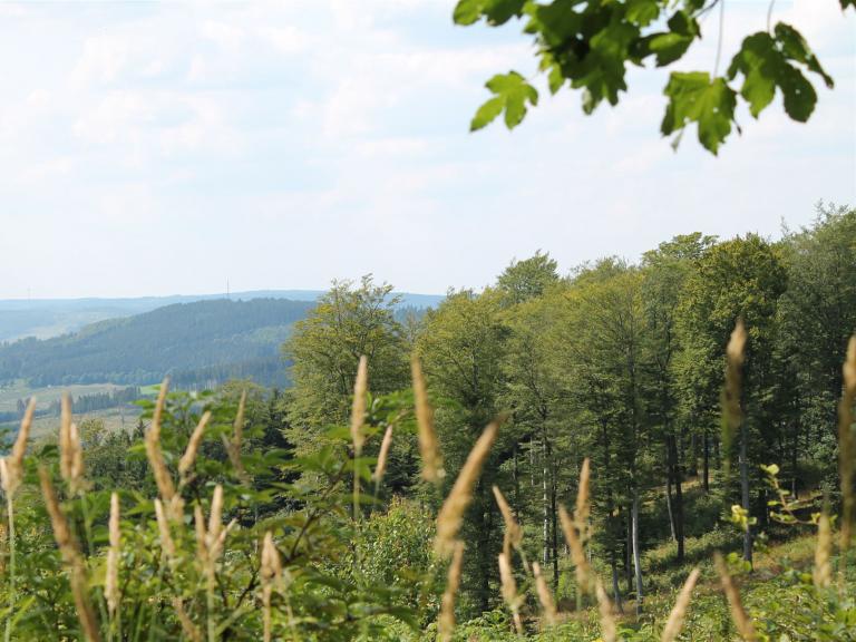 Zu sehen ist ein Wald im Sauerland