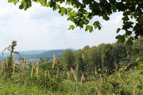 Zu sehen ist eine Horizont mit Wald im Sauerland