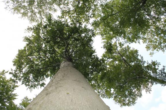 Zu sehen ist ein Baum mit Blick in die Baumkrone
