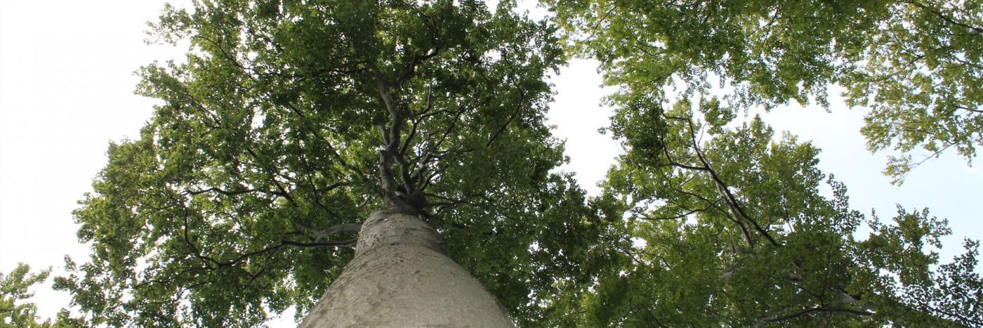 Zu sehen ist ein Baum mit Blick in die Baumkrone