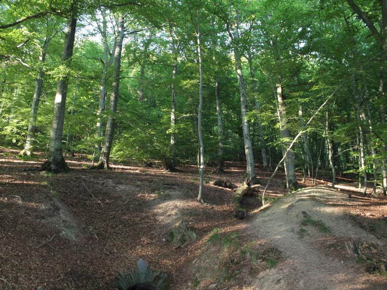 Zu sehen ist ein Buchenwald im Sauerland
